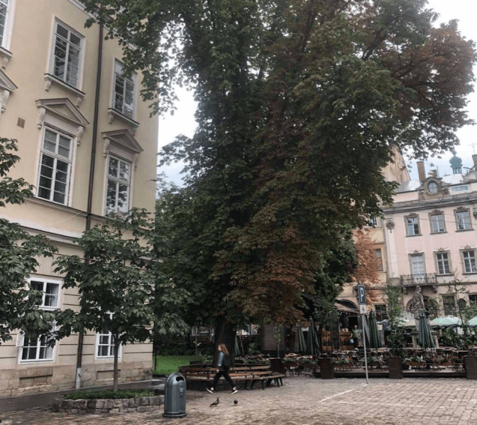 Для зменшення небезпеки для людей на площі Ринок зріжуть липу та полегшать крони каштану