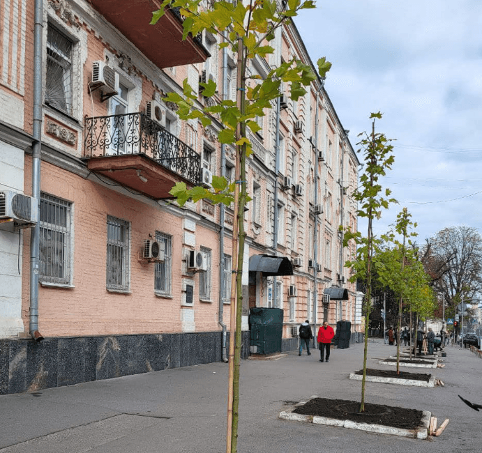 У центрі Києва висадили алею платанів