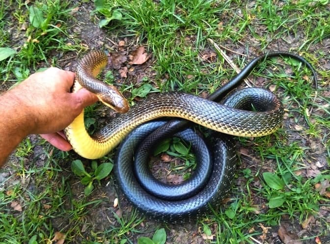 полоз лісовий