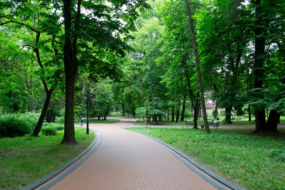 У львівському парку висадять 1200 кущів газанії