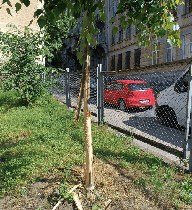 Фото: Станіслав Вовнюк, гаряча лінія Львова