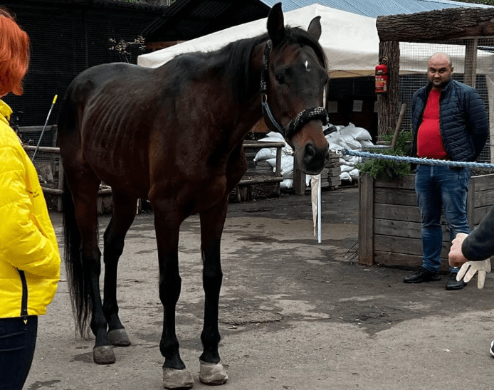 До Львова евакуювали 9-річного коня Бадді із Краматорська