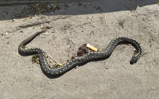 У Рясному знайшли трьох гадюк. Чому вони там з’явилися і як вберегтися