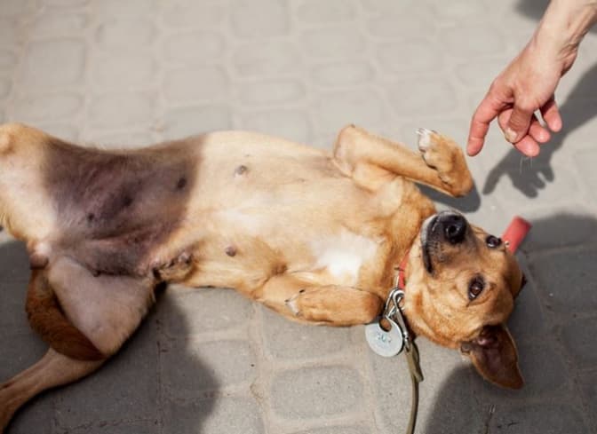 Пухнасті вихованці ЛКП «Лев» шукають нових господарів. Фото