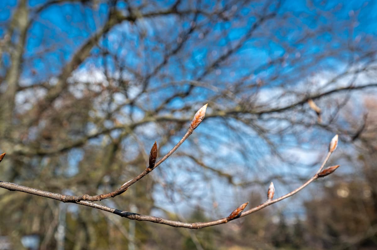 Мокрий сніг, мороз та пориви вітру. На Львівщину повертається похолодання