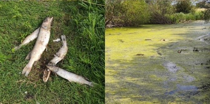 У річці на Львівщині масово гине риба