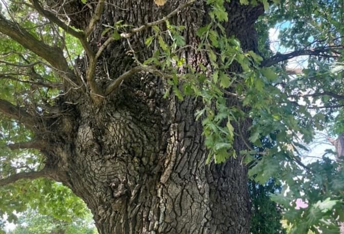 фото умовне