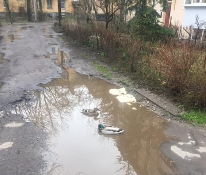 У Львові у глибоких ямах на тротуарі на вул. Стрийській плавають качки