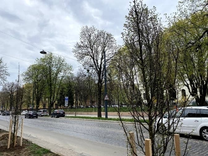 За час реконструкції вулиці Бандери зрізали 75 дерев. Скільки обіцяють висадити натомість