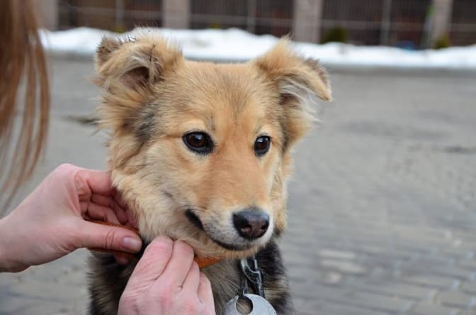 Фото: ЛКП  «Лев»