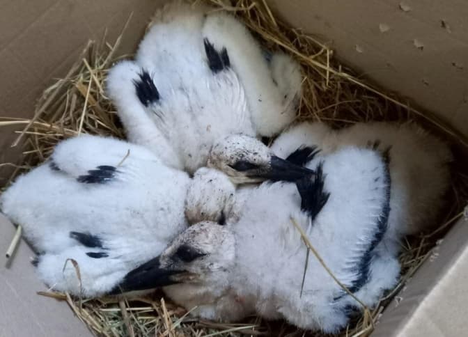 Фото: Орест Залипський