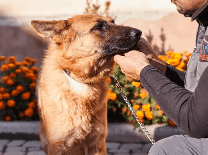 Фото: ЛКП "Лев"