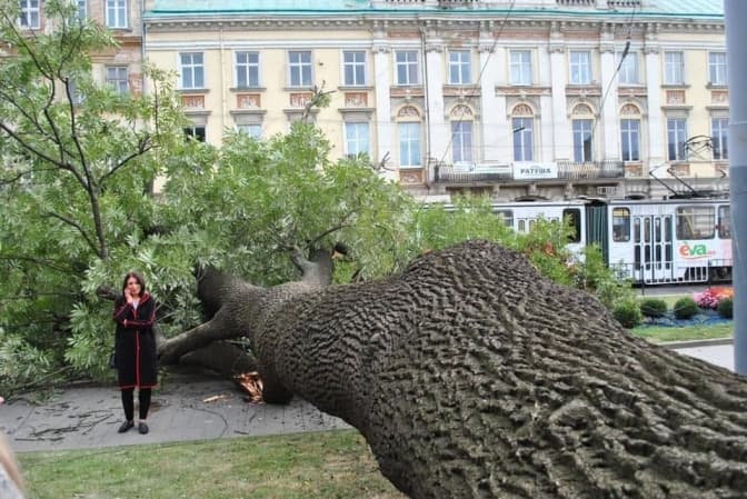 Коли у Львівському музеї з’явиться експозиція з 200-річним ясеном