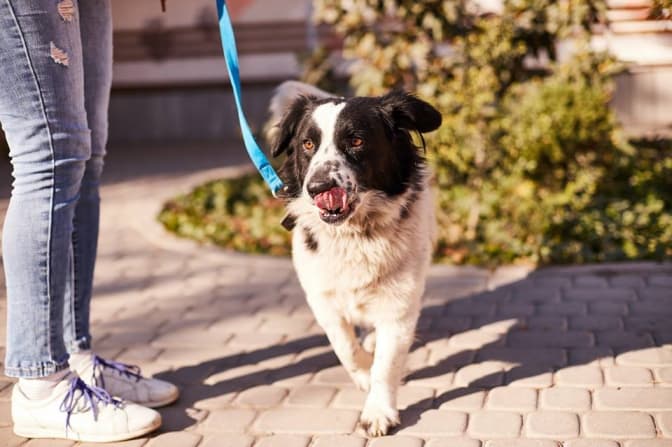 Бім та його розумні друзі шукають нових господарів