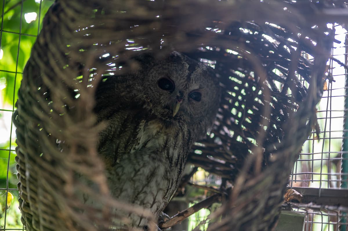 Везли у багажниках. Як поблизу Львова рятують травмованих під час війни птахів