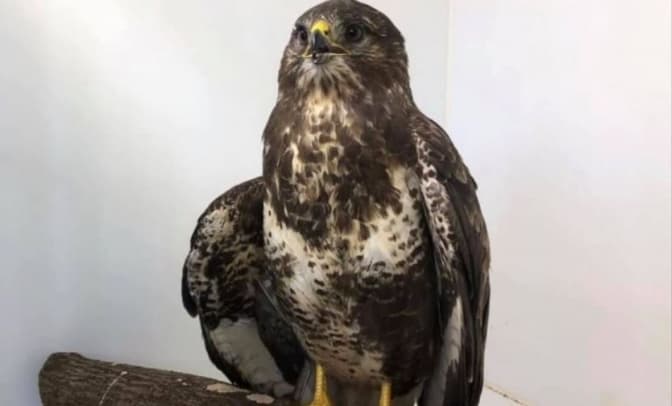 Фото: Домівка врятованих тварин