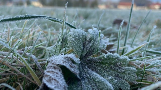 Заморозки у столиці: синоптики попередили про небезпечне похолодання 24 квітня