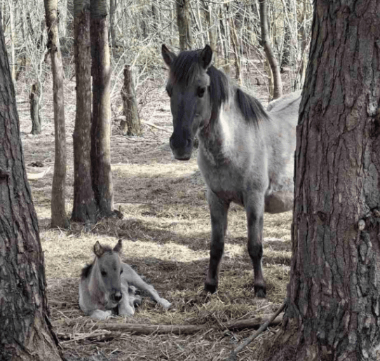 Лоша нащадків коней-тарпанів / Фото зі сторінки Яворівського національного природного парку