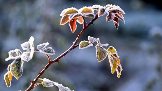 У Львові другу ніч поспіль фіксують температурний рекорд