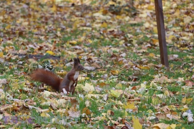 Мільярд на парки. Львівський депутат розповів про досвід Харкова в облаштуванні скверів і парків