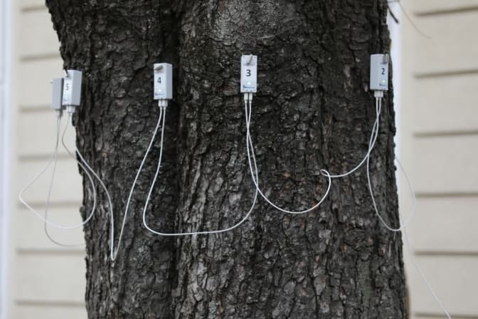 У Львові за допомогою спецприлада визначатимуть аварійність дерев