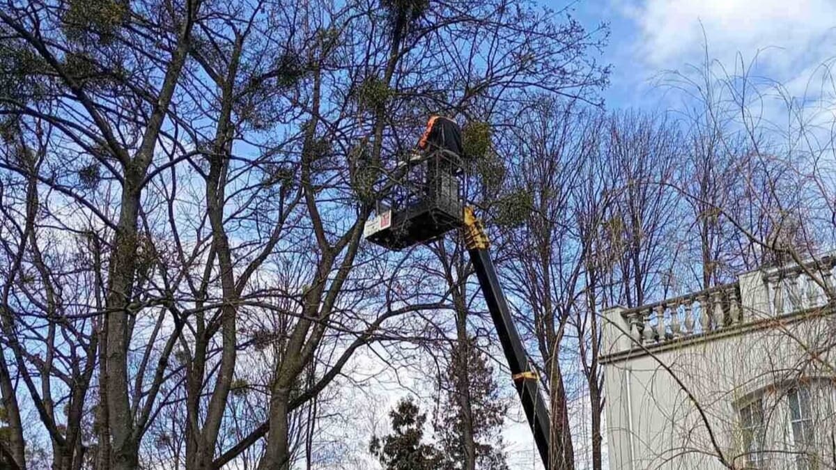 Завтра на годину перекриють одну з вулиць Львова через обрізку дерев