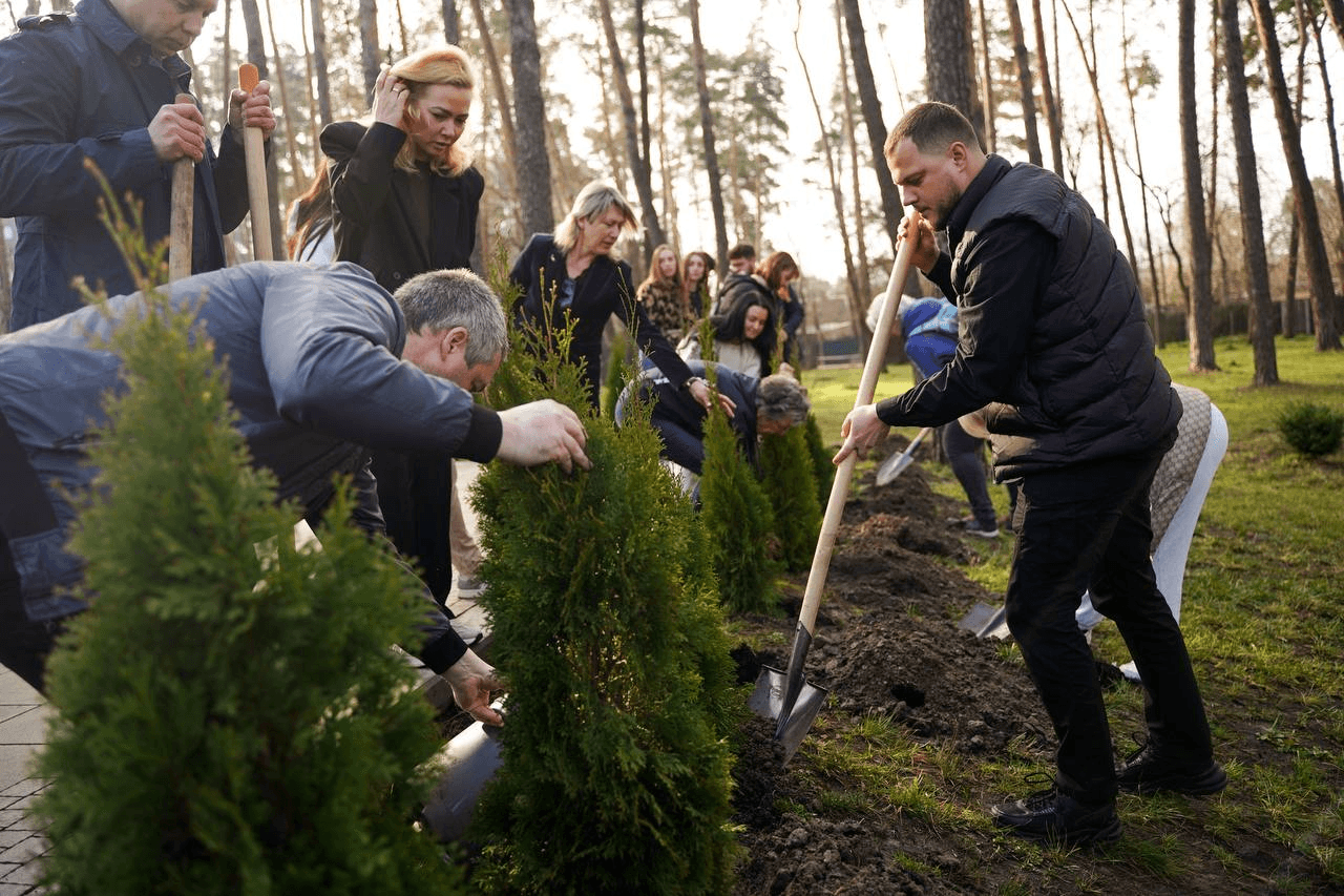 В Ірпені висадили алею туй. Фото: КОВА