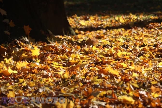 До +14 та без опадів. Якою буде погода у Львові на вихідні