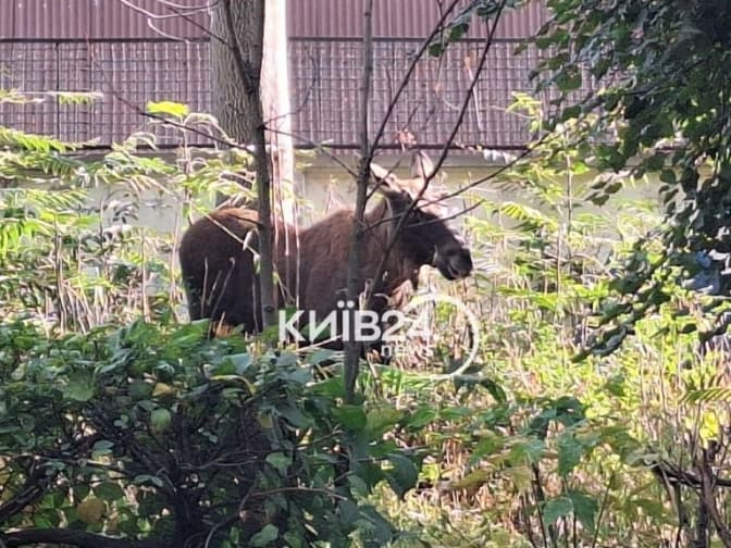 В центрі Києва зловили лося. Його вивезуть у ліс