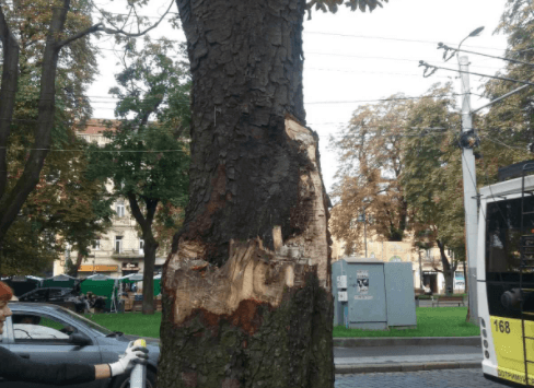 У Львові на проспекті Свободи замінять частину дерев