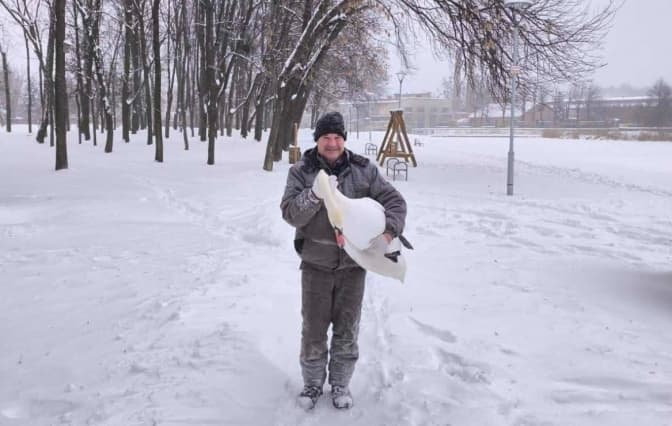 У Львові через сильні морози переселили лебедів із Левандівського озера