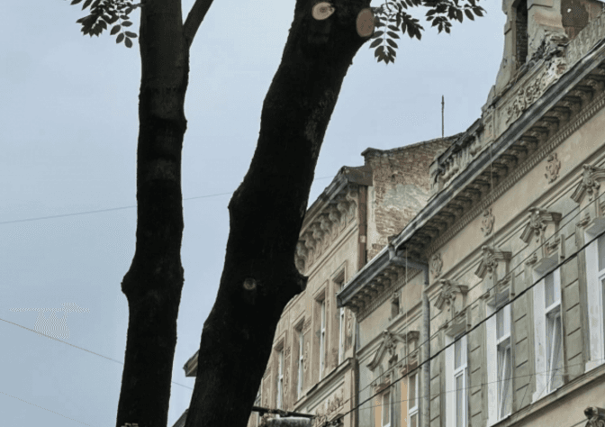У Львові скаржаться на понівечення останнього дерева на одній з вулиць
