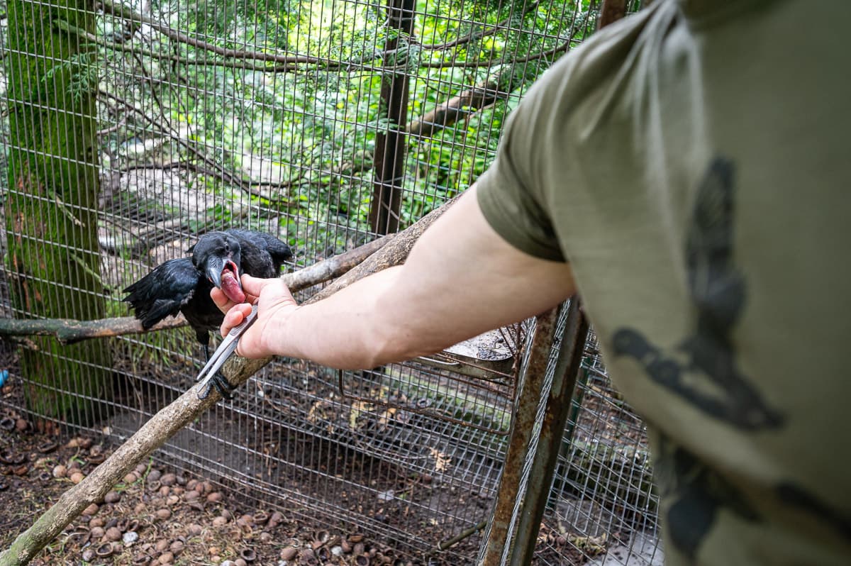 Як поблизу Львова рятують травмованих війною птахів та розвідка Британії про наступ ЗСУ. Підсумки доби