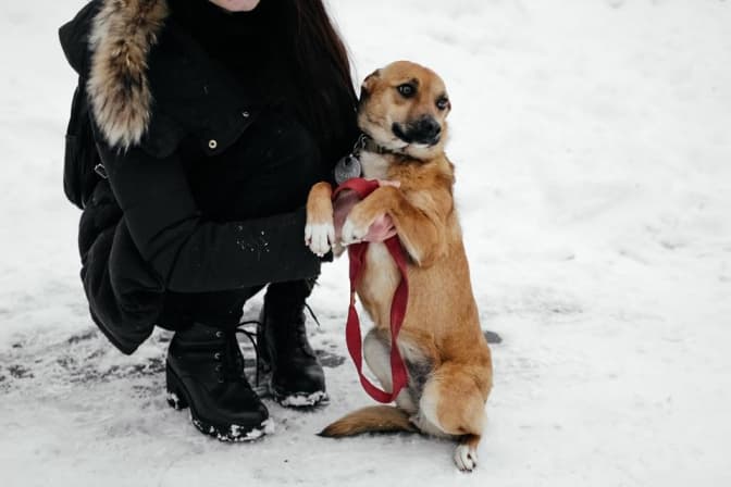 фото: ЛКП "Лев"