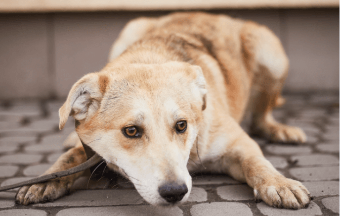 Фото: ЛКП «Лев»