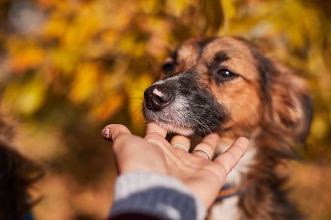 фото: Ірина Шелест/ЛКП "Лев"