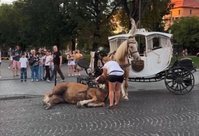 У центрі Львова постраждав кінь. У міській раді скликають робочу групу