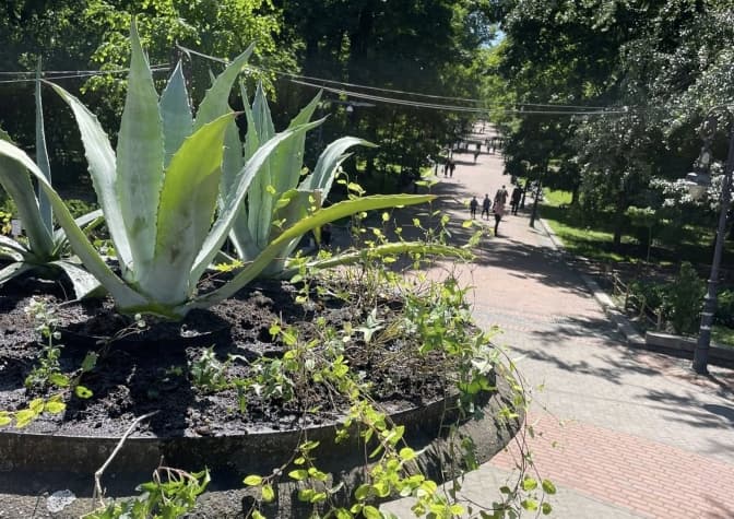 У Львові висадили агави та декоративні рослини біля парку Івана Франка (Фото)