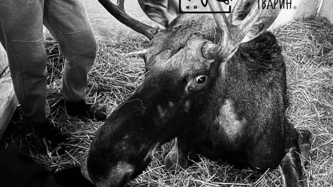 фото Домівка врятованих тварин