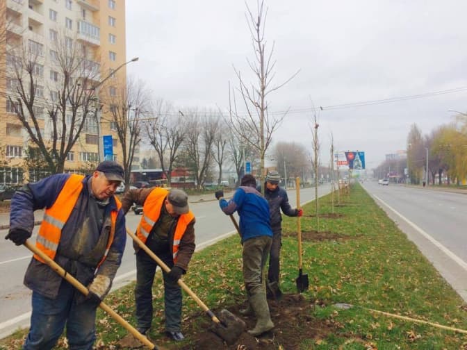 Де, скільки і яких дерев цієї весни висадять у Львові. Перелік