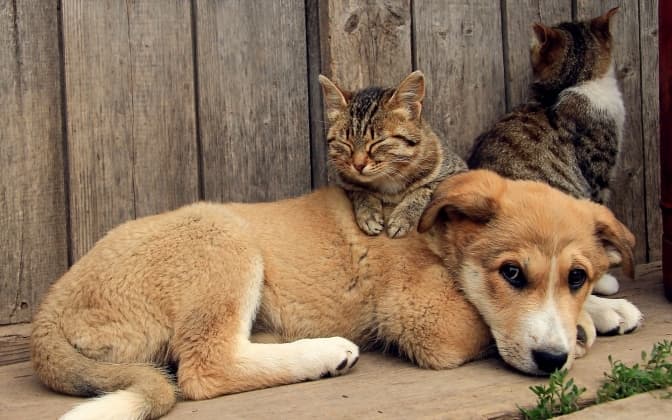 У Сокільницькій громаді заборонили відстріл бродячих тварин