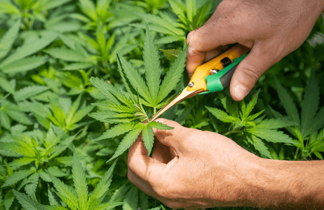 У львівській психлікарні хочуть вирощувати медичні коноплі