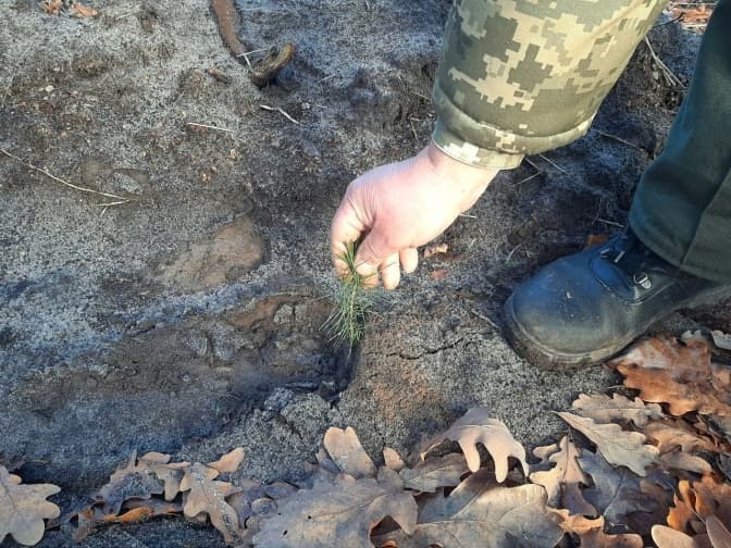 У Святошинському лісі в Києві висадили 8 тисяч сосен