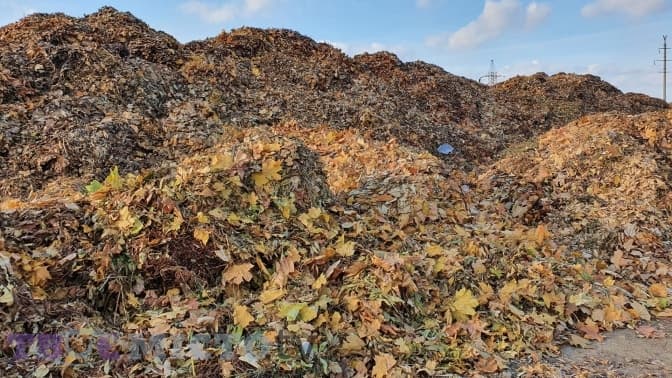 Удень вивозять по 60 машин. Куди дівається листя із львівських вулиць. Фото, відео