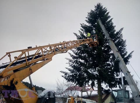 Фото дня. У Брюховичах рубають новорічну ялинку для Львова