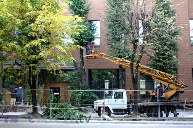 На Сихові забудовник зрізав 12 унікальних багряників. Фото