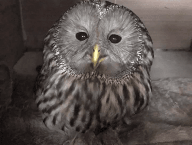 Фото: Орест Залипський