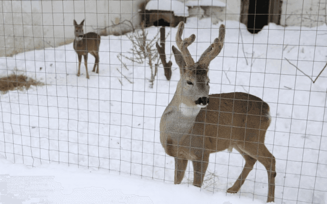 У Львові після двох місяців карантину запрацювала Домівка врятованих тварин