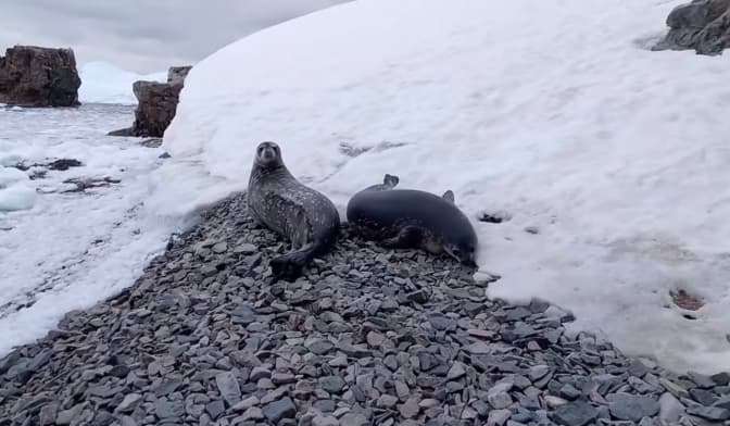 Львівський вчений зафільмував тюленів на станції «Академік Вернадський»