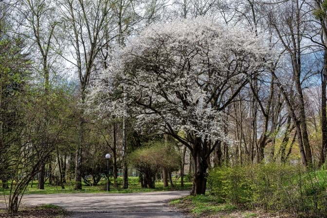 Коли цього року до Львова прийде справжня весна. Підсумки доби